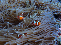 Amphiprion ocellaris