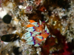 Coryphellina exoptata