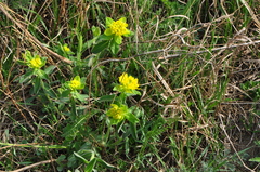 Euphorbia epithymoides