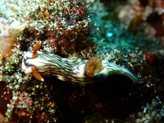 Hypselodoris zephyra