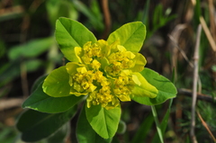 Euphorbia epithymoides