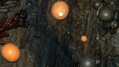 Lycogala epidendrum