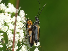 Anogcodes melanurus