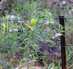Gomphocarpus physocarpus