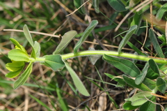 Euphorbia epithymoides
