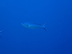 Caesio caerulaurea