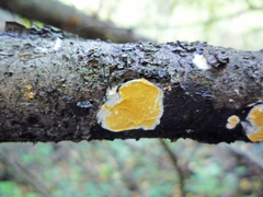 Trichoderma sulphureum