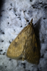 Ostrinia
