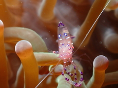 Ancylomenes sarasvati