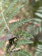 Coreoidea