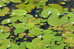 Nymphoides indica