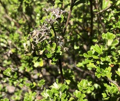 Pomaderris obcordata