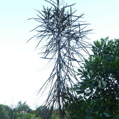 Pseudopanax ferox
