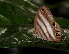 Pareuptychia hesionides