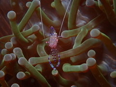 Ancylomenes sarasvati