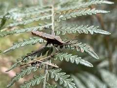 Coreoidea