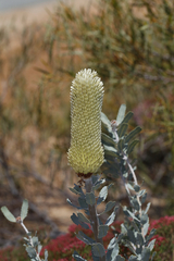 Banksia sceptrum