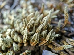 Selaginella densa scopulorum