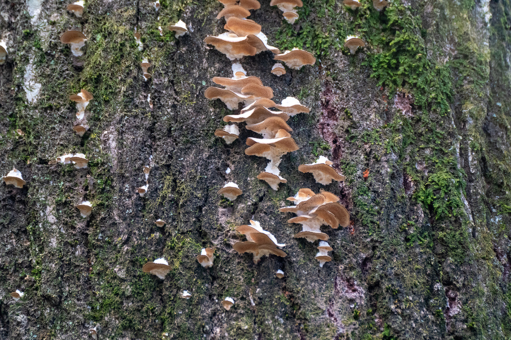 Trichaptum biforme · February 2023 · photo: © tbc_watanabe (iNaturalist, cc-by)
