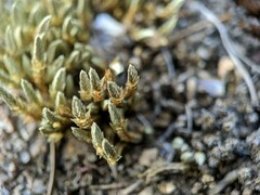 Selaginella densa scopulorum