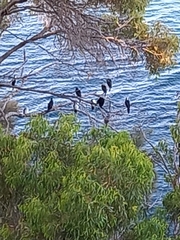 Phalacrocorax varius