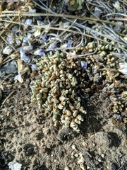 Selaginella densa scopulorum