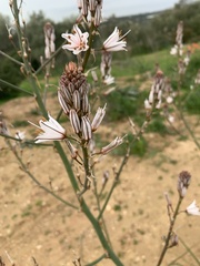 Asphodelus