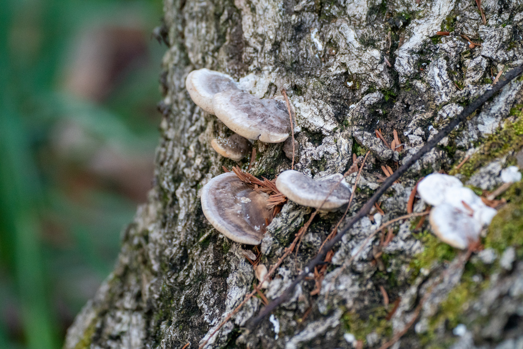 Trametes orientalis · February 2023 · photo: © tbc_watanabe (iNaturalist, cc-by)