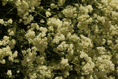 Glischrocaryon aureum