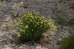 Glischrocaryon aureum