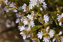 Scaevola crassifolia