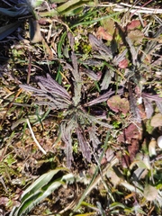 Ajuga chamaepitys
