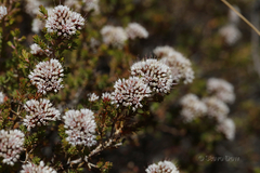 Darwinia capitellata