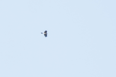 Accipiter nisus