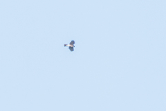 Accipiter nisus