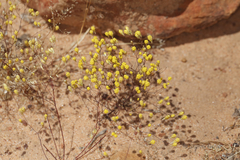 Gnephosis drummondii