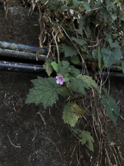 Urena procumbens