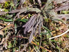 Ajuga chamaepitys