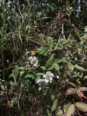 Rubus croceacanthus