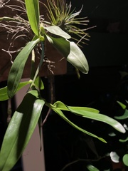 Dendrobium nobile