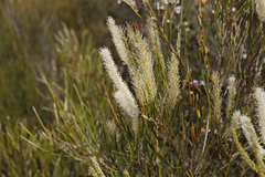 Grevillea biformis