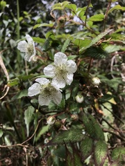 Rubus croceacanthus