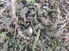 Camphorosma monspeliaca