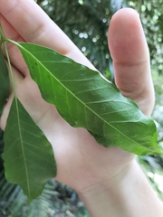 Dysoxylum