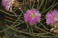 Melaleuca filifolia