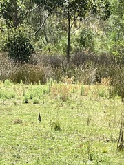 Gallirallus philippensis