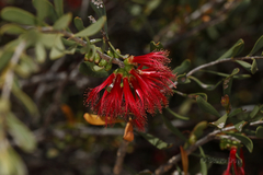 Melaleuca quadrifida