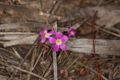 Calandrinia polyandra