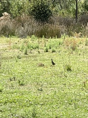 Gallirallus philippensis