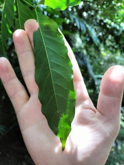 Dysoxylum